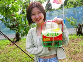 “プラム娘” ★お土産1カゴもぎ取り1s付き♪ 当園お勧め人気No.2です。 “ウエルカム” ☆皆さんのお越しをお待ちしております(^^♪