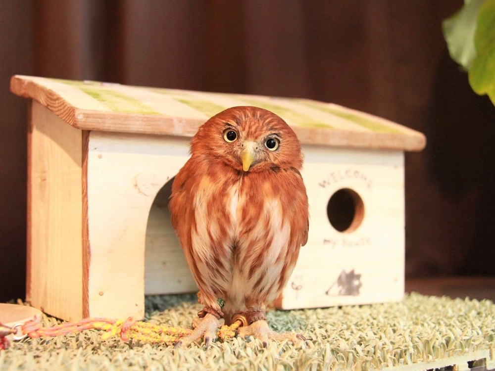 平日限定 インコのおやつ付き 100羽のインコやふくろうたちとのふれあい体験 鳥のいるカフェ千駄木店 じゃらん遊び体験