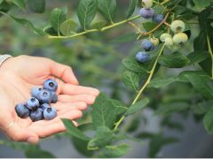 美味しいブルーベリーです♪