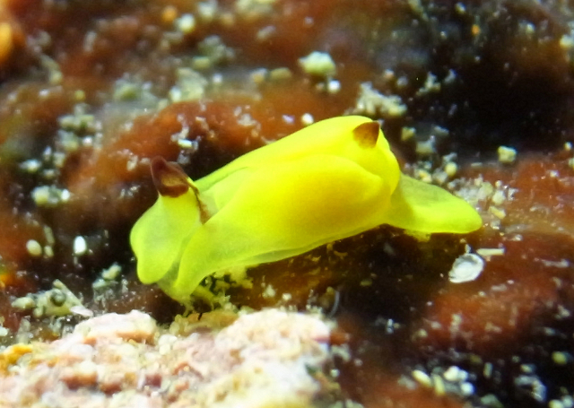 �V���m�[�P�����O�Ō���鐅�[�ɃE�~�E�V�͂������񂢂܂���I�ꏏ�Ɍ����܂��傤��