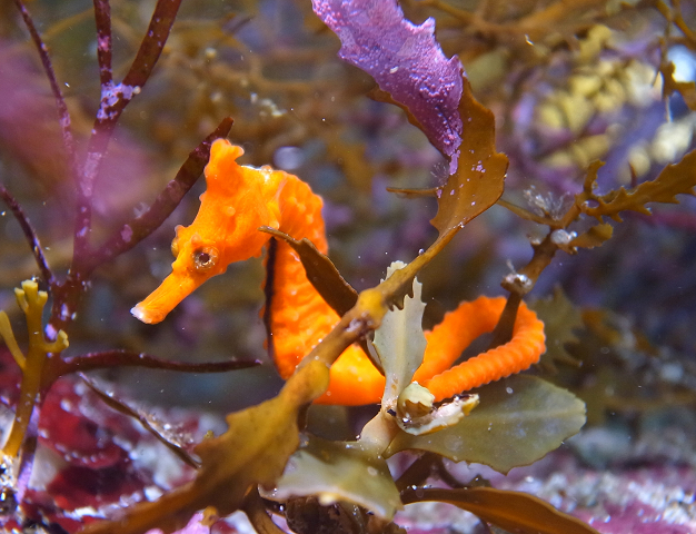 �^�c�m�I�g�V�S�ɂ��o��邩����