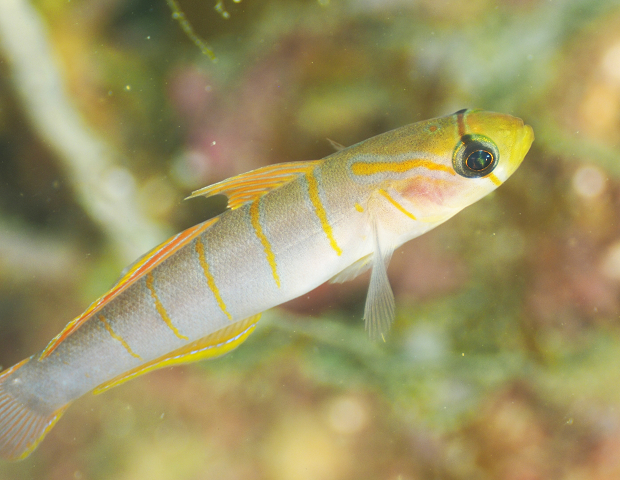 ����ȂɃJ���t���� �����ɏo��܂���