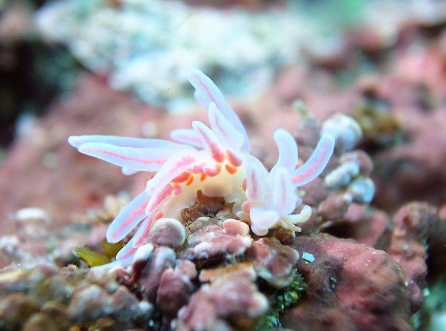 ��l�C�̃E�~�E�V���A�̌��_�C�r���O�ł������񌩂�܂��I