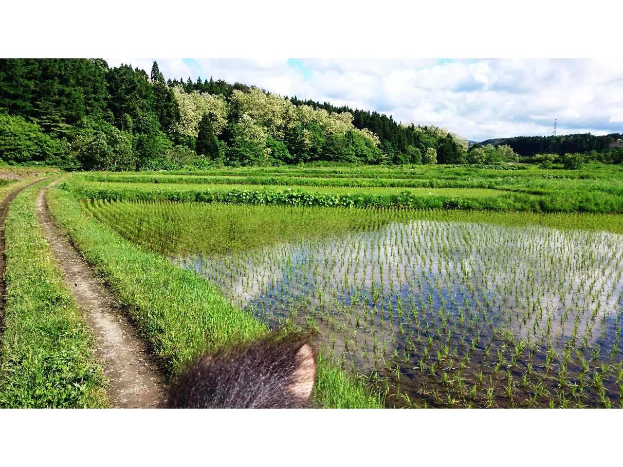 青森の自然を満喫☆【周辺1時間30分外乗】自然を感じながら思いっきりお楽しみ下さ...