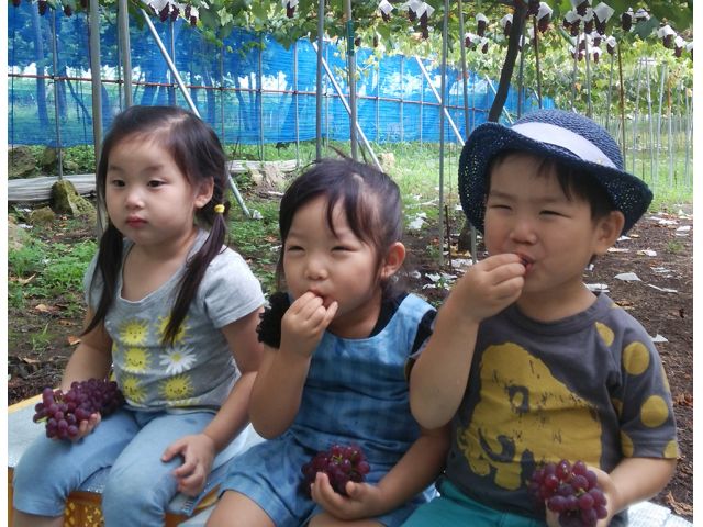 どのぶどうも食べたら子供からご年配の方まで幸せな笑顔になれるぶどうです
