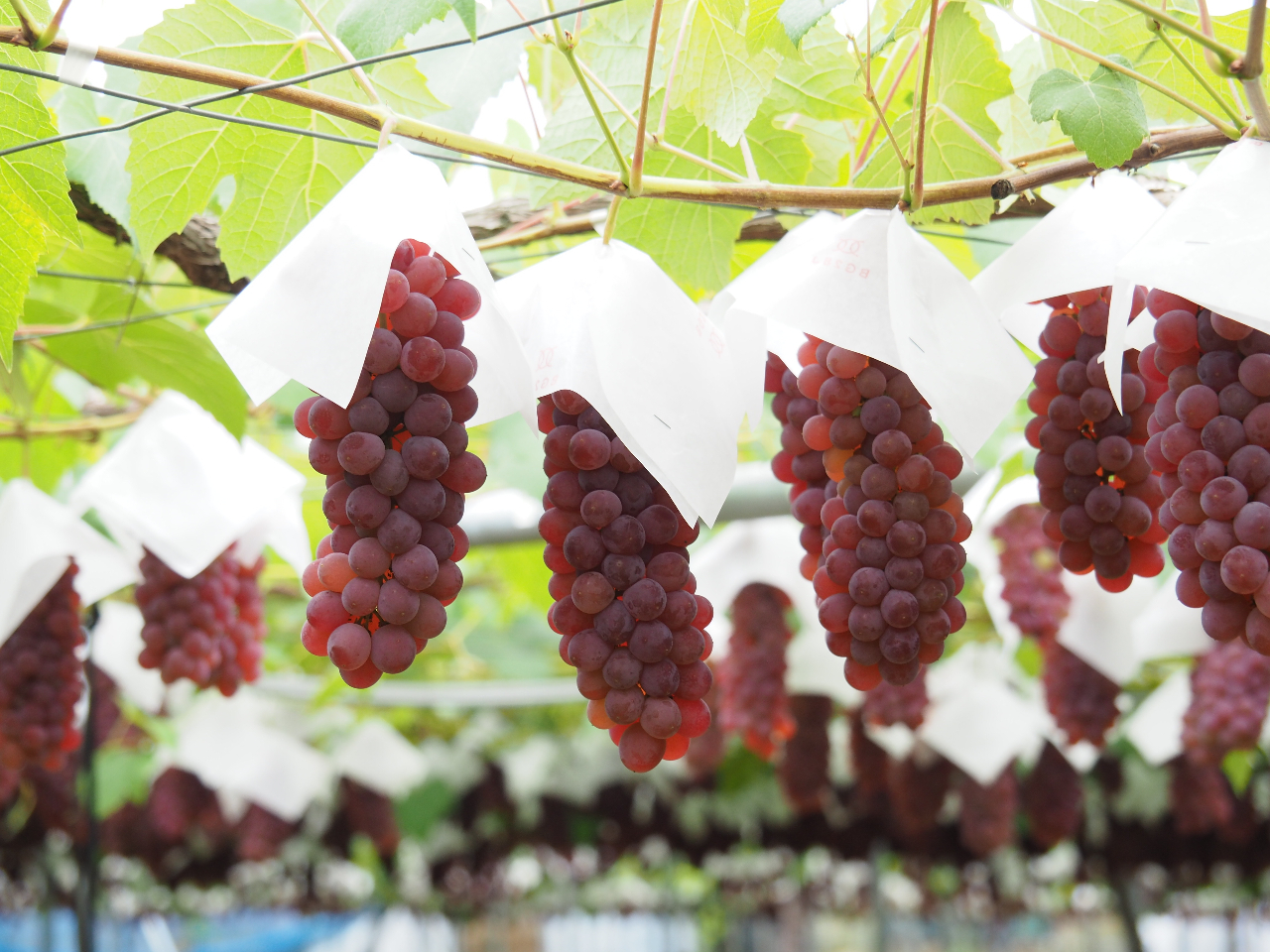 ���������̃f���E�F�A�ł��B