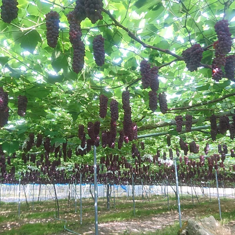 ���n�����͈����I�ǂ��܂ł��L����Ԃǂ����ł��Ԃǂ����̒��ł������ƐH�ׂ�̂��I�X�X���ł��I