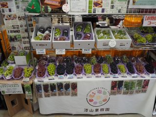 当園では30種以上のそれぞれにオンリーワンの特徴を持った、個性豊かなぶどうを数多く栽培しています