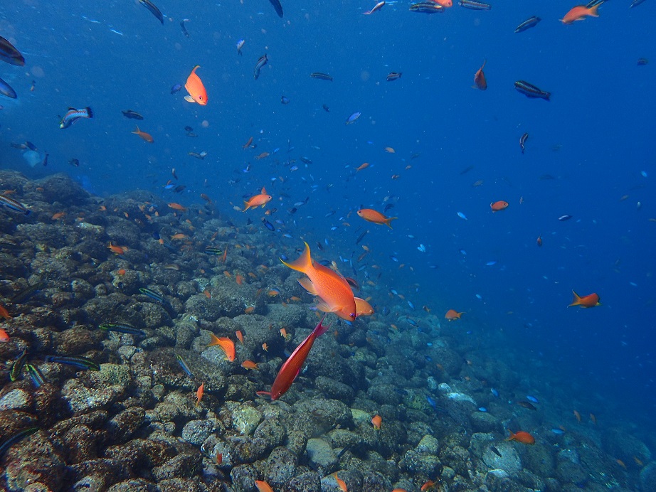 抜群の生物の豊富な海!