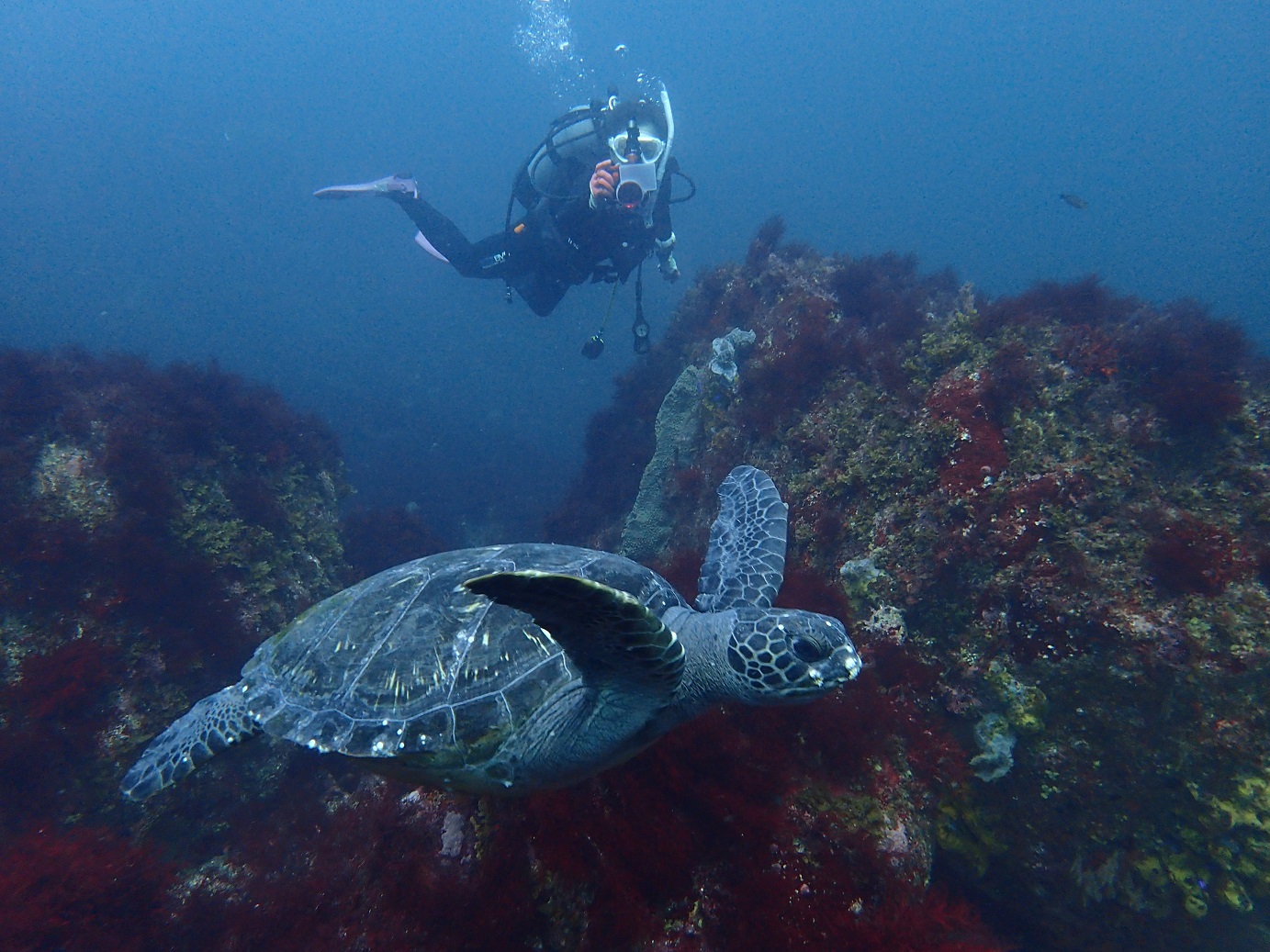 IOP(伊豆海洋公園ダイビングセンター)を拠点にファンダイビングを楽しみましょう。