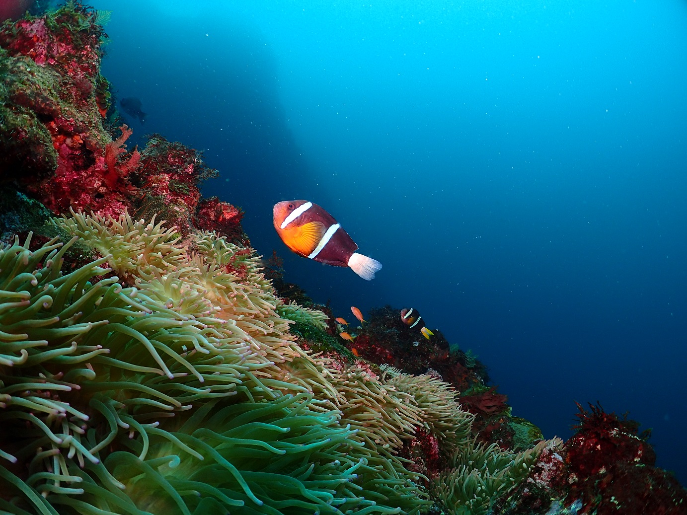 集合は、伊豆急城ケ崎海岸駅なら9時15分に、お車の方は東伊豆ショップに8時50分にお越しください。