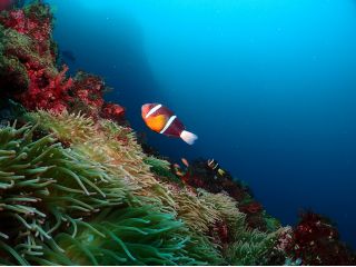 東伊豆 伊豆海洋公園 まるで魚図鑑さながらの海 1dayファンダイビングツアー 女性 カップルにおすすめ マリンハウス レイアロハ じゃらん遊び体験 東伊豆 伊豆海洋公園 まるで魚図鑑さながらの海 1dayファンダイビングツアー 女性 カップルにおすすめ マリンハウス レイアロハ じゃらん遊び体験