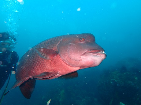 大きい魚もすぐ近くで観察できます♪