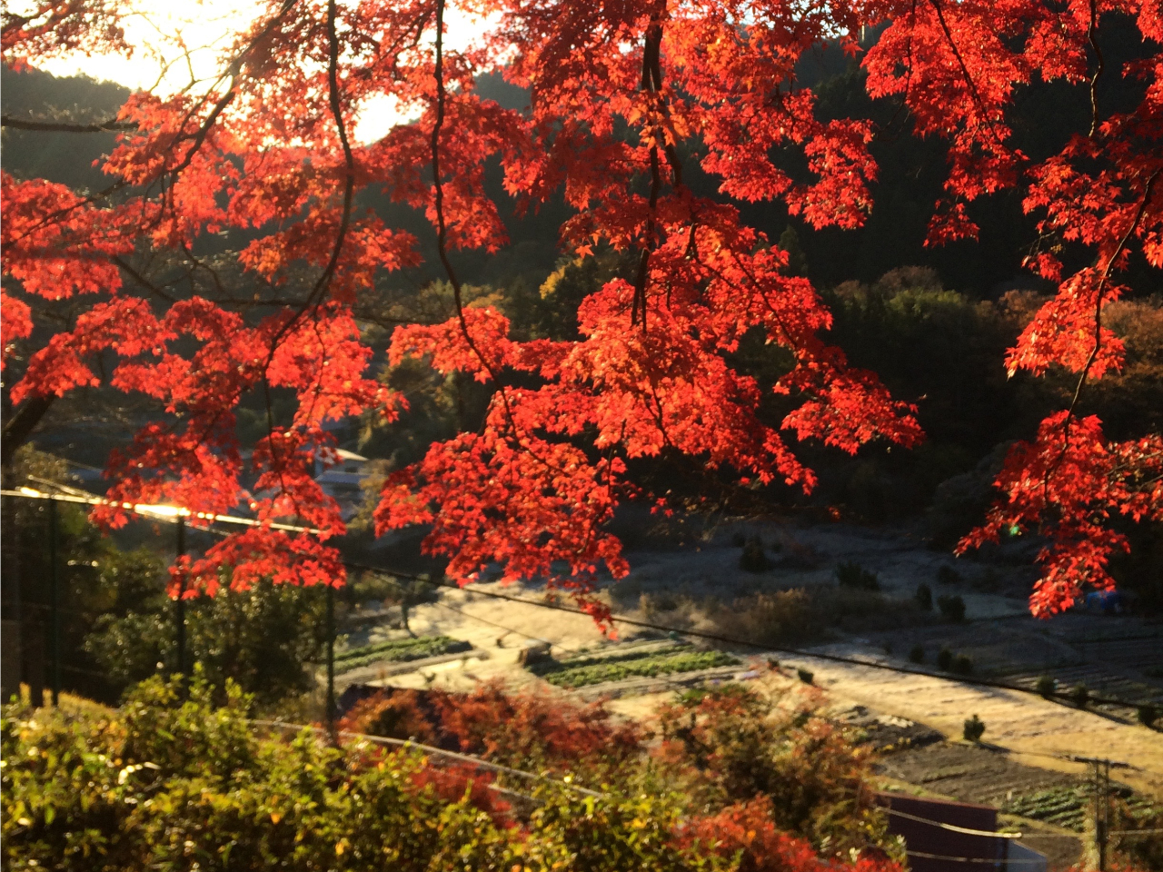 紅葉の秋川渓谷