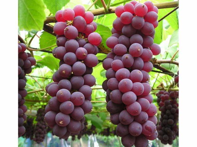 ぶどう狩り フリータイム 食べ放題 デラウェア狩り 8 1 8 31 幸果園 じゃらん遊び体験