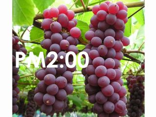 とっても甘いデラウェアをお楽しみください。お得なPM2時以降入園