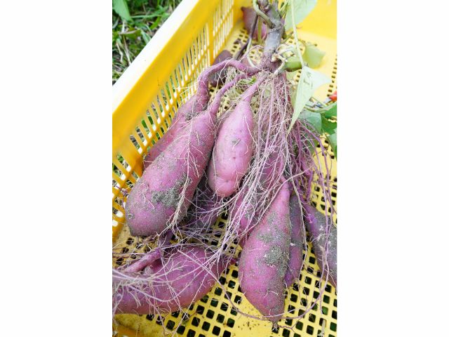 【さつまいものグラム保証】掘った芋が少なかった場合、1株あたり800g以上になるように調整いたします。品種はからゆたか、紅はるか。