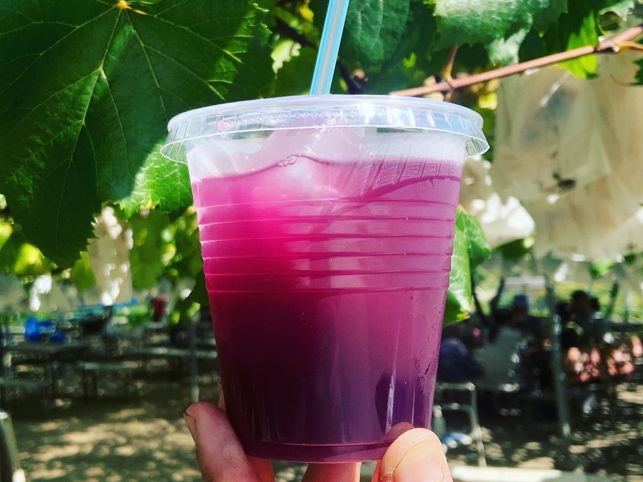 自家製巨峰生ジュース