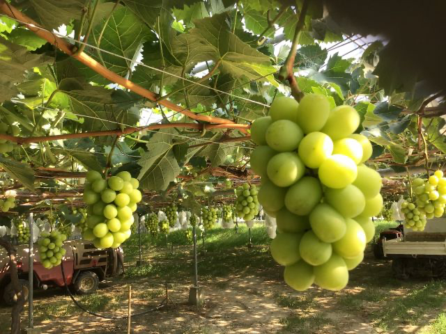 シャインマスカット