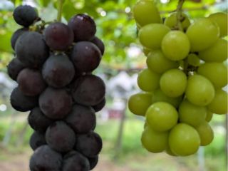 巨峰、シャイン食べ放題!