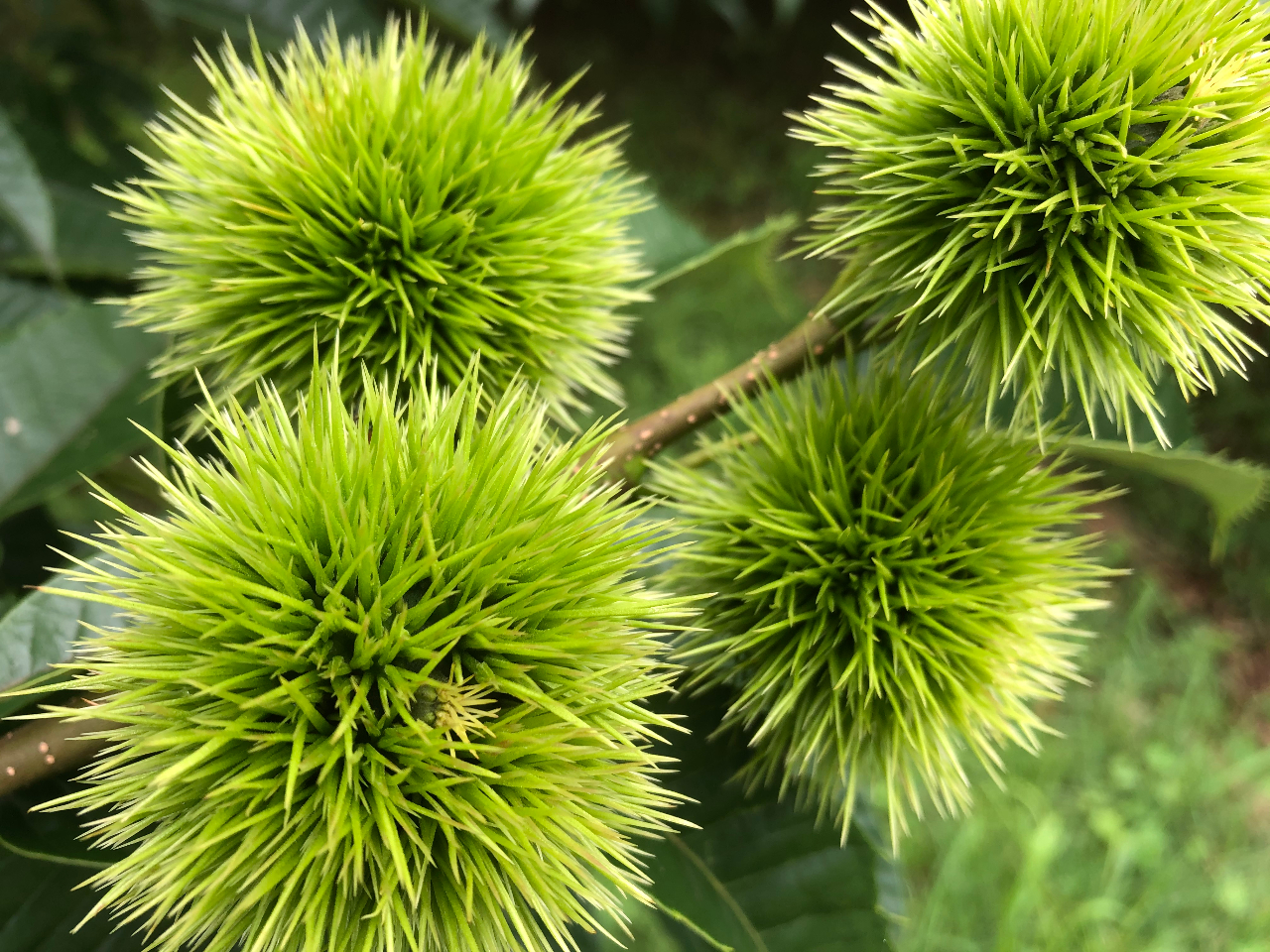 NԂɍsłPɌ肵A_g񐔂ł邾炵͔|@sĂ܂B