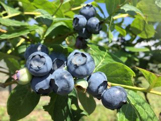 大きくて甘いブルーベリー!!
