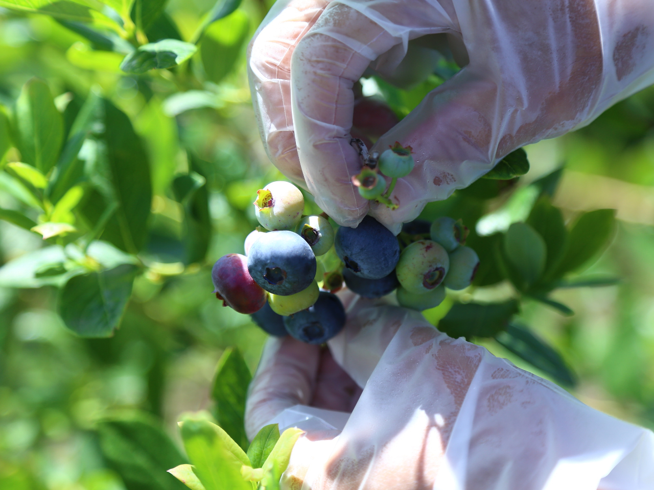 L@͔|ŁAԉɂč͔|Ă܂B