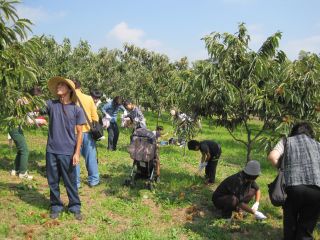 栗狩りの様子。