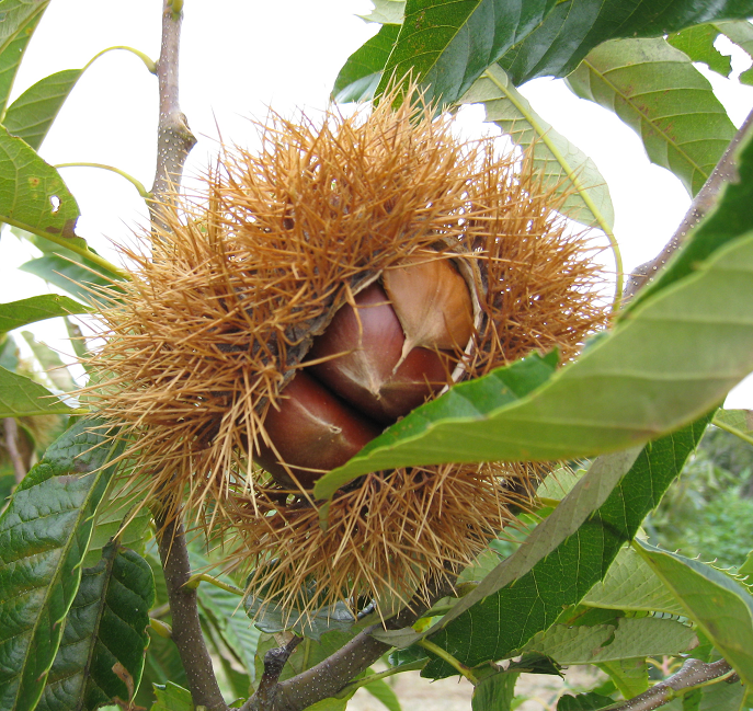 �a�I�͑S���łU�����ĂĂ��܂��B