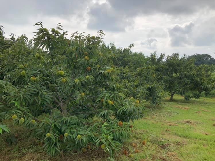 �I���̗l�q�B