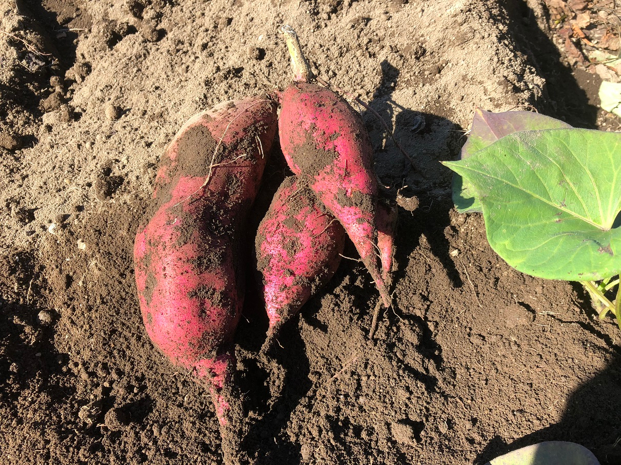 �L�@�͔|���ꂽ�����������܂���