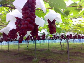 ぶどうがたくさんあります!