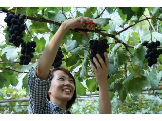 やっぱり巨峰はうまい。