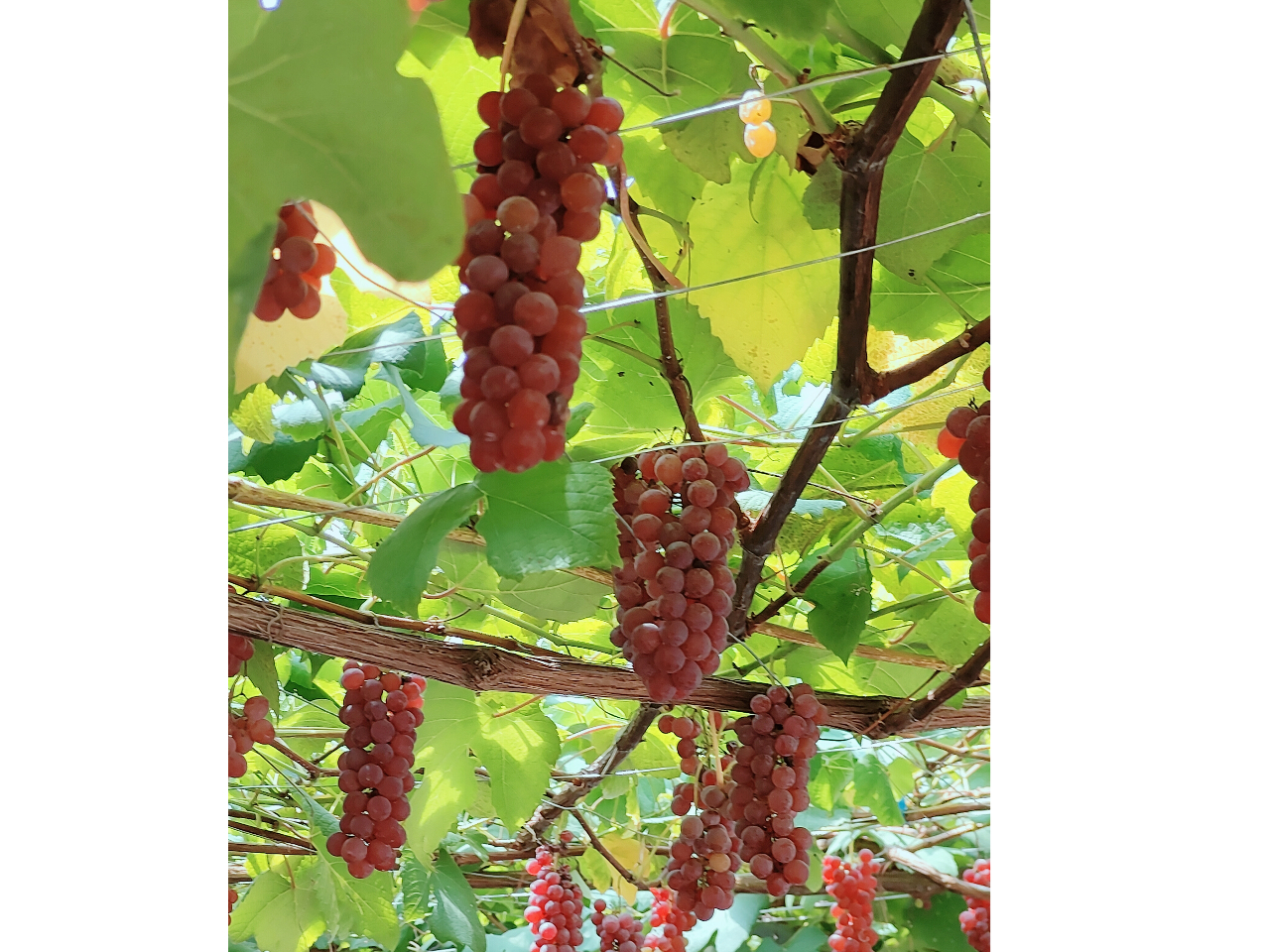 �E�I���ŁA�Â��Ă��������Ԃǂ��������y���݂��������܂��B�i2024�N8���摜�j