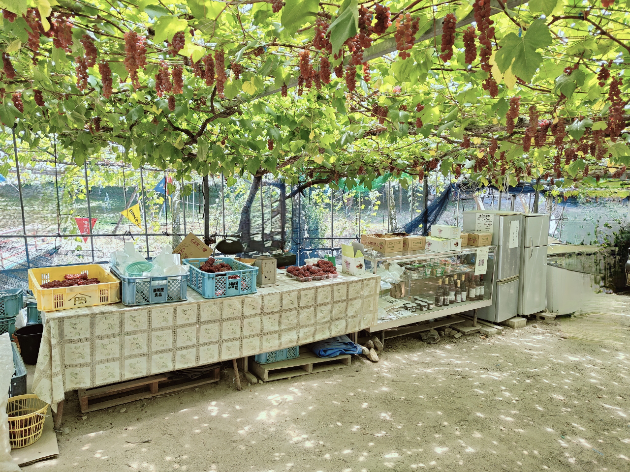 �E���y�Y�p�̂Ԃǂ��A���C���E�W�������̔̔��A�L���ɂĂԂǂ��̔z���������Ă���܂��B