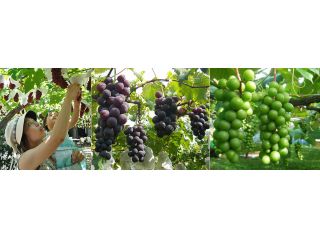 時期ごとに違う品種のぶどう狩りがお楽しみいただけます。(一部品種は販売のみ)