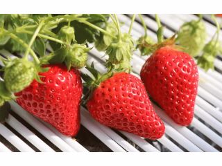 甘くて美味しいいちごが時間無制限食べ放題です!