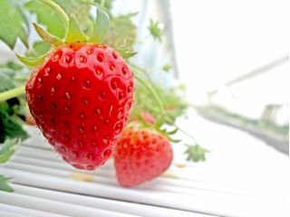甘くて美味しいいちごが時間無制限食べ放題です!
