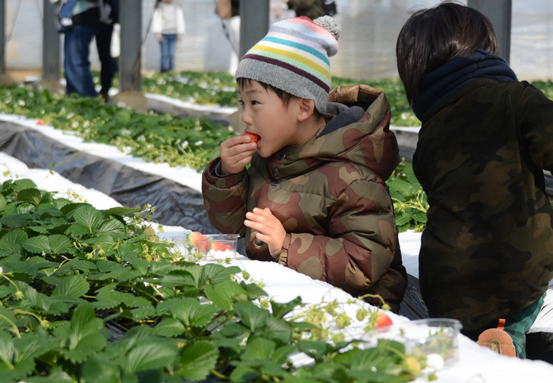 qlSIIŎ̂y̓t@~[ɂO[vɂIXXłB