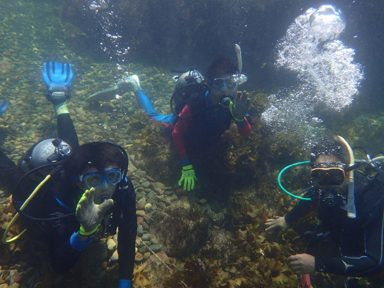 【越前海岸で体験ダイビング】初心者歓迎♪カップルや女子旅にもお薦め越前の海を楽し...