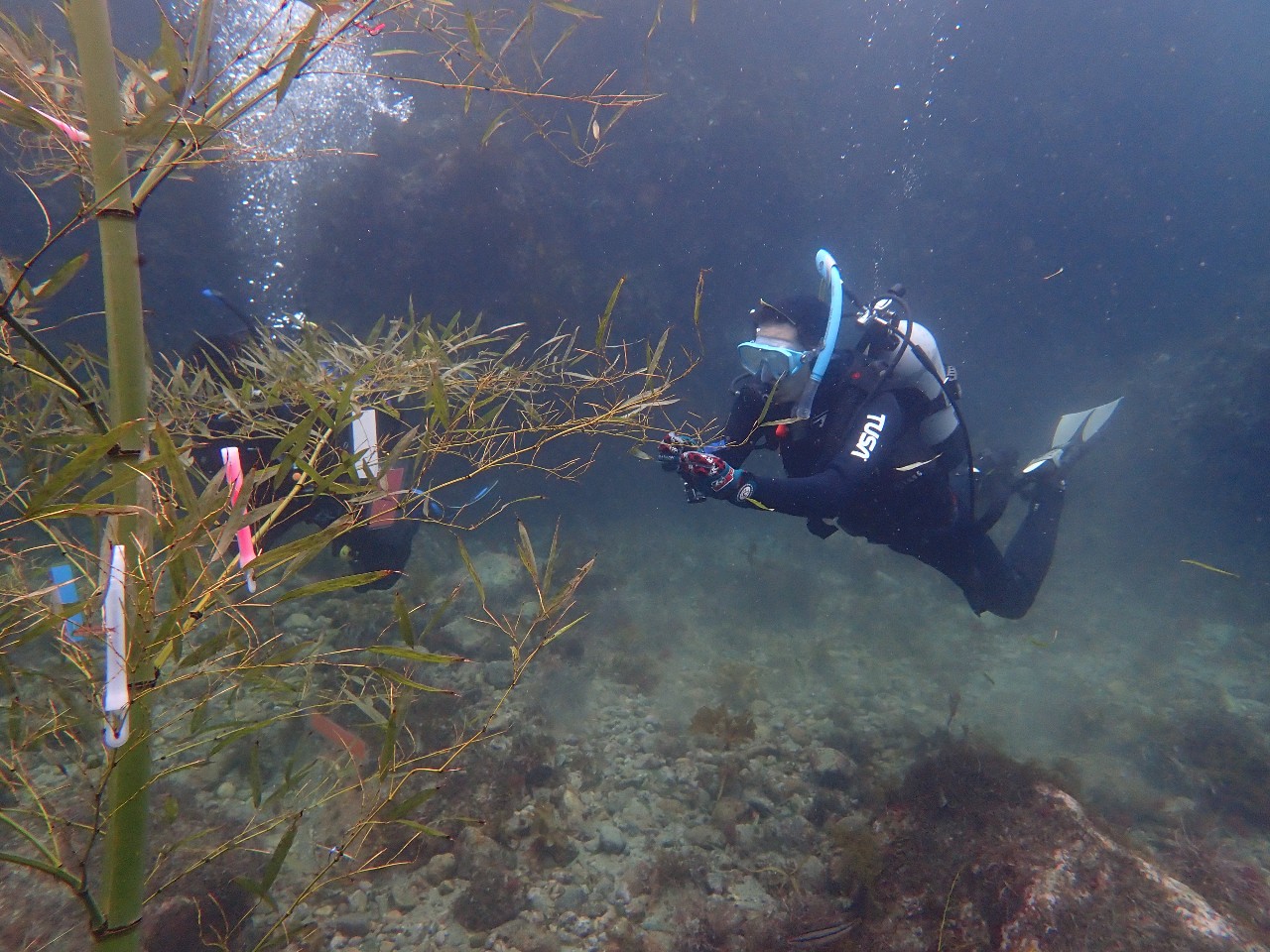 水中で短冊に願い事を!!!