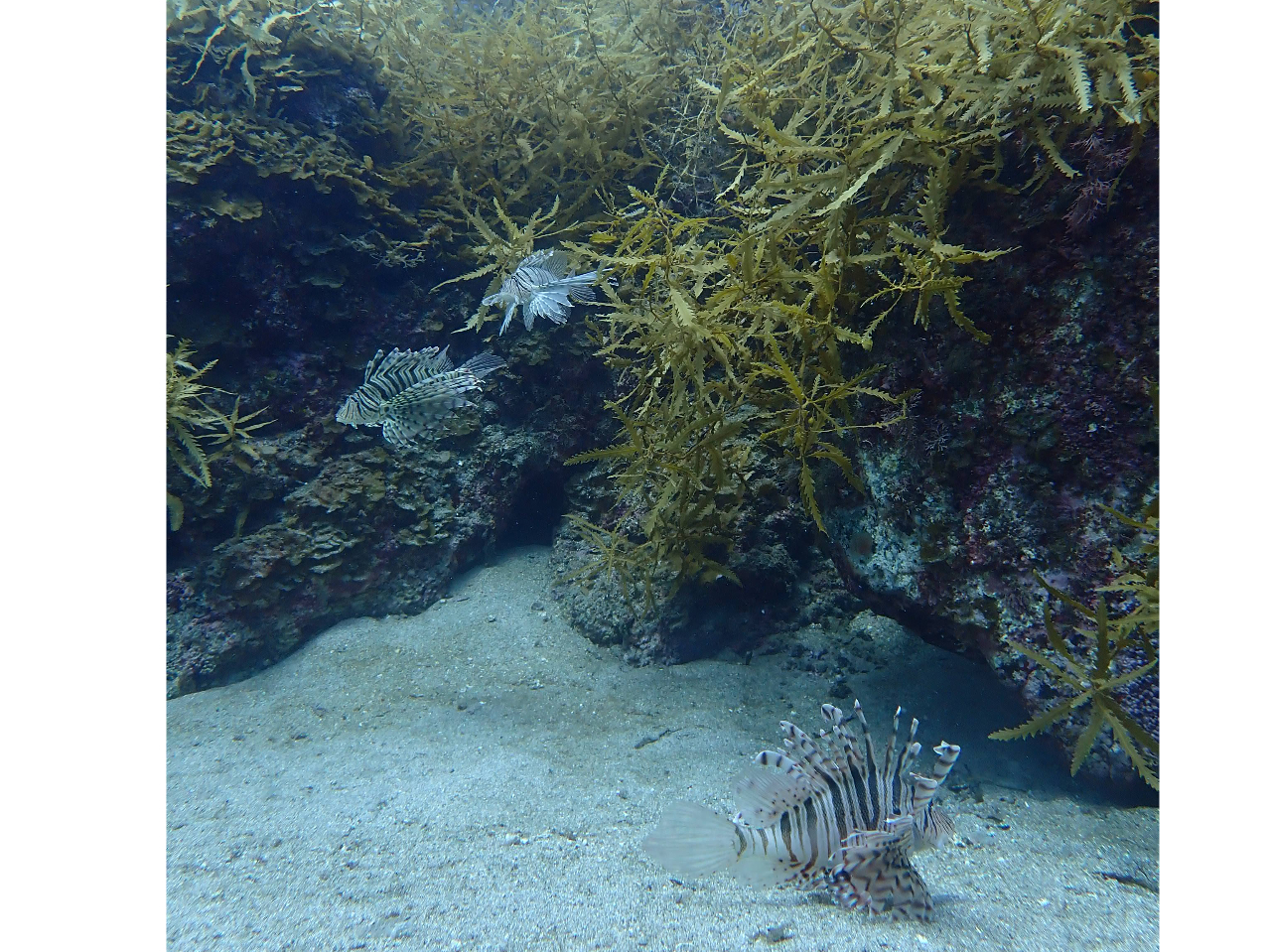 �~�m�J�T�S����������o���悧�`(*'��')