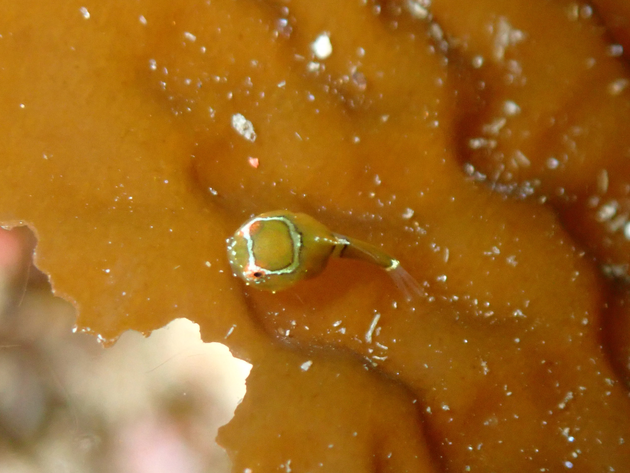 中京・関西方面からアクセス抜群!日帰り...
- 中京・関西エリアからのアクセス抜群な越前海岸は、四季折々の景観が見られます。 春先に見られる生物と海中森林浴が楽しめる!この時期ならではの越前を楽しめます!
![【期間限定】越前海岸でファンダイビング![中京・関西方面からアクセス抜群!日帰り...