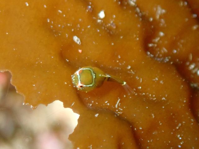 越前の春の海のアイドル赤ちゃんダンゴ(^^)/