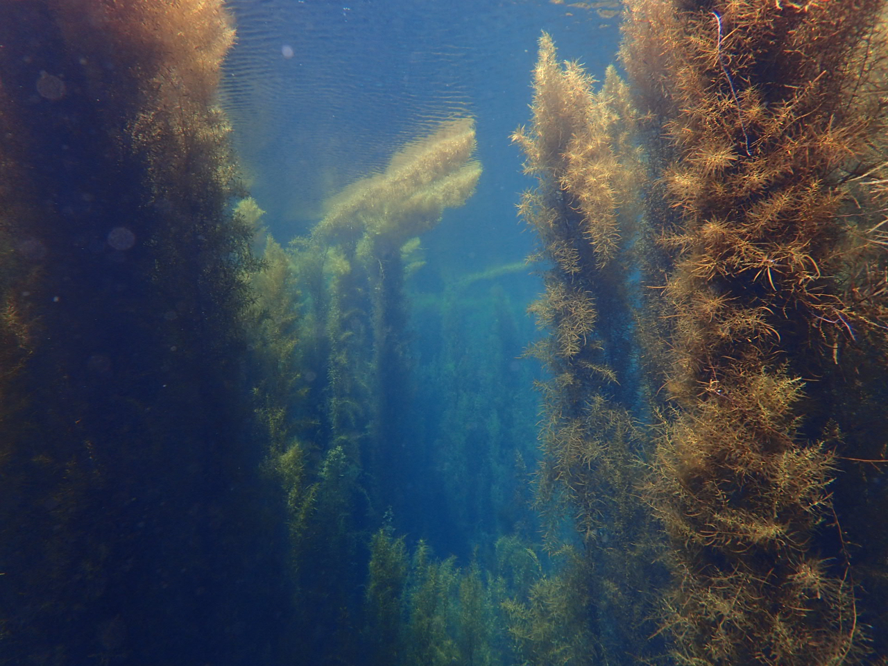春の越前の海中は神秘的な景観に!!