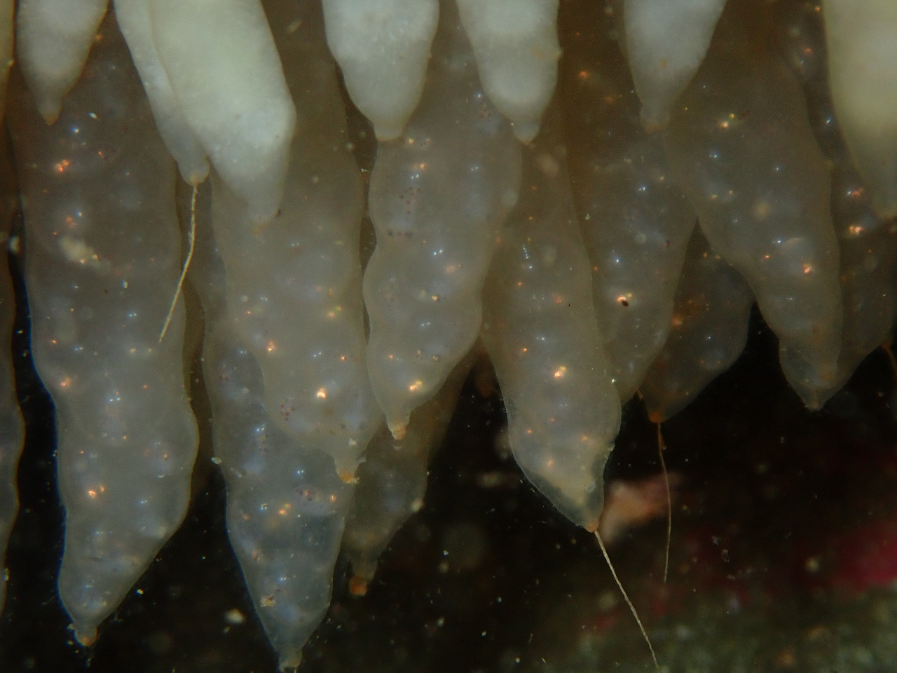 イカの赤ちゃんの目が見えてます♪