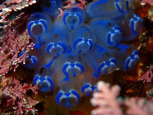 青いパンダホヤ見れるかなぁ〜(*´▽`*)