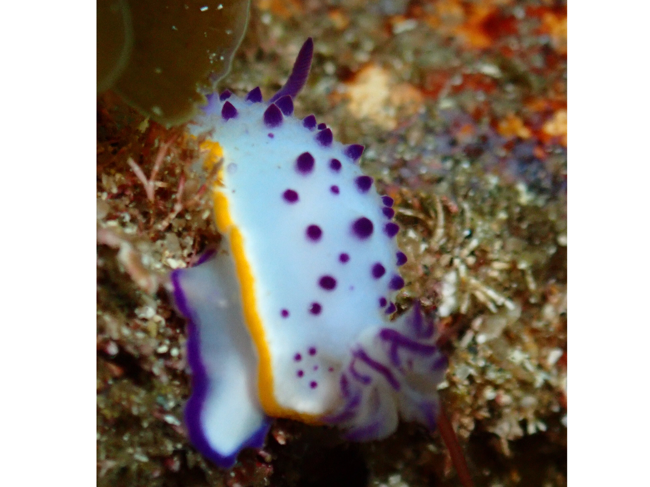 クリヤイロウミウシ!!越前はウミウシもいっぱいだよ♪