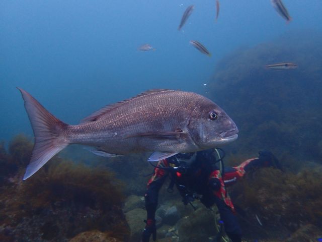 マダイの遭遇率めっちゃ高い(^^)/