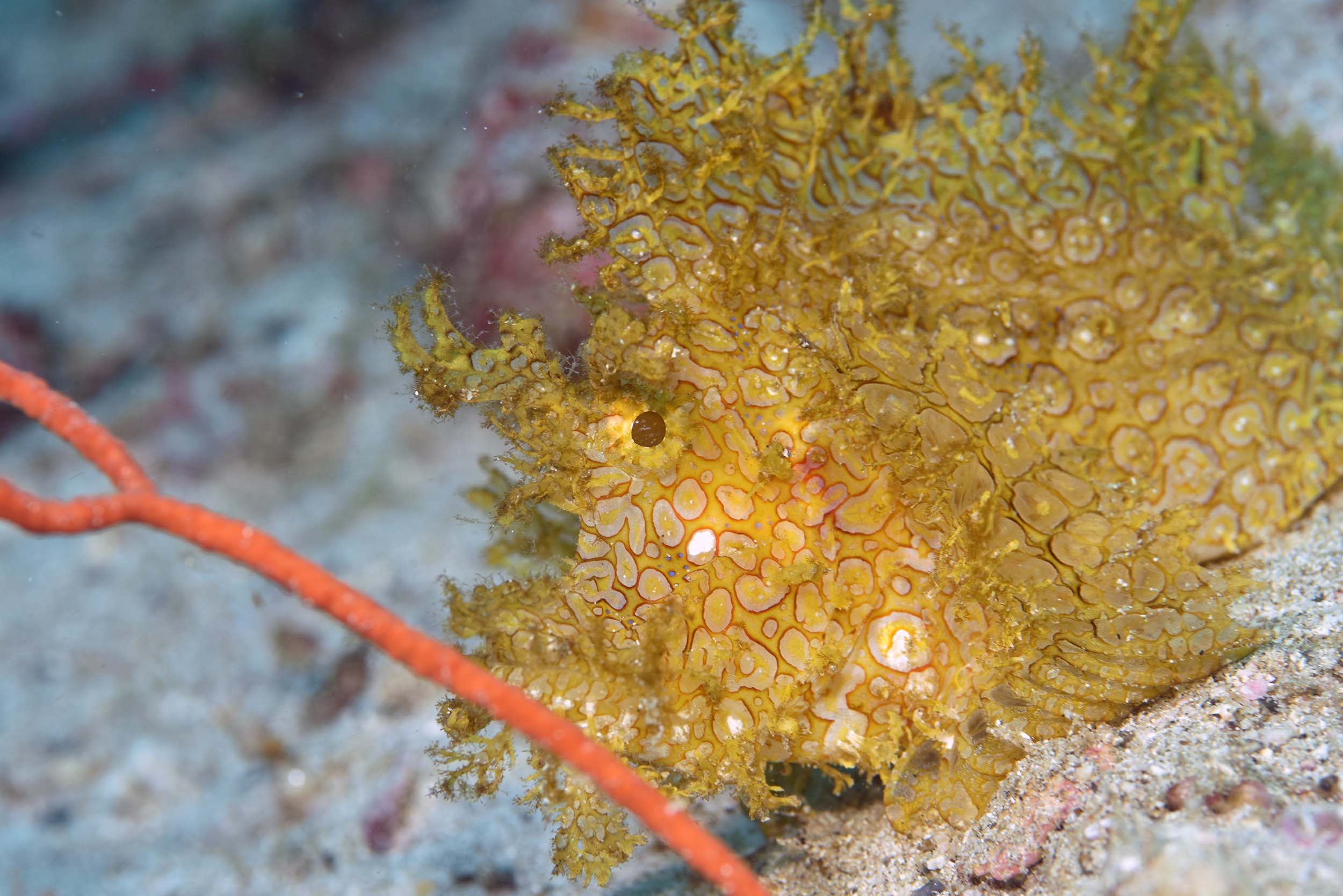 出現頻度の高いボロカサゴ 高確率でみられるのは柏島だけかも?